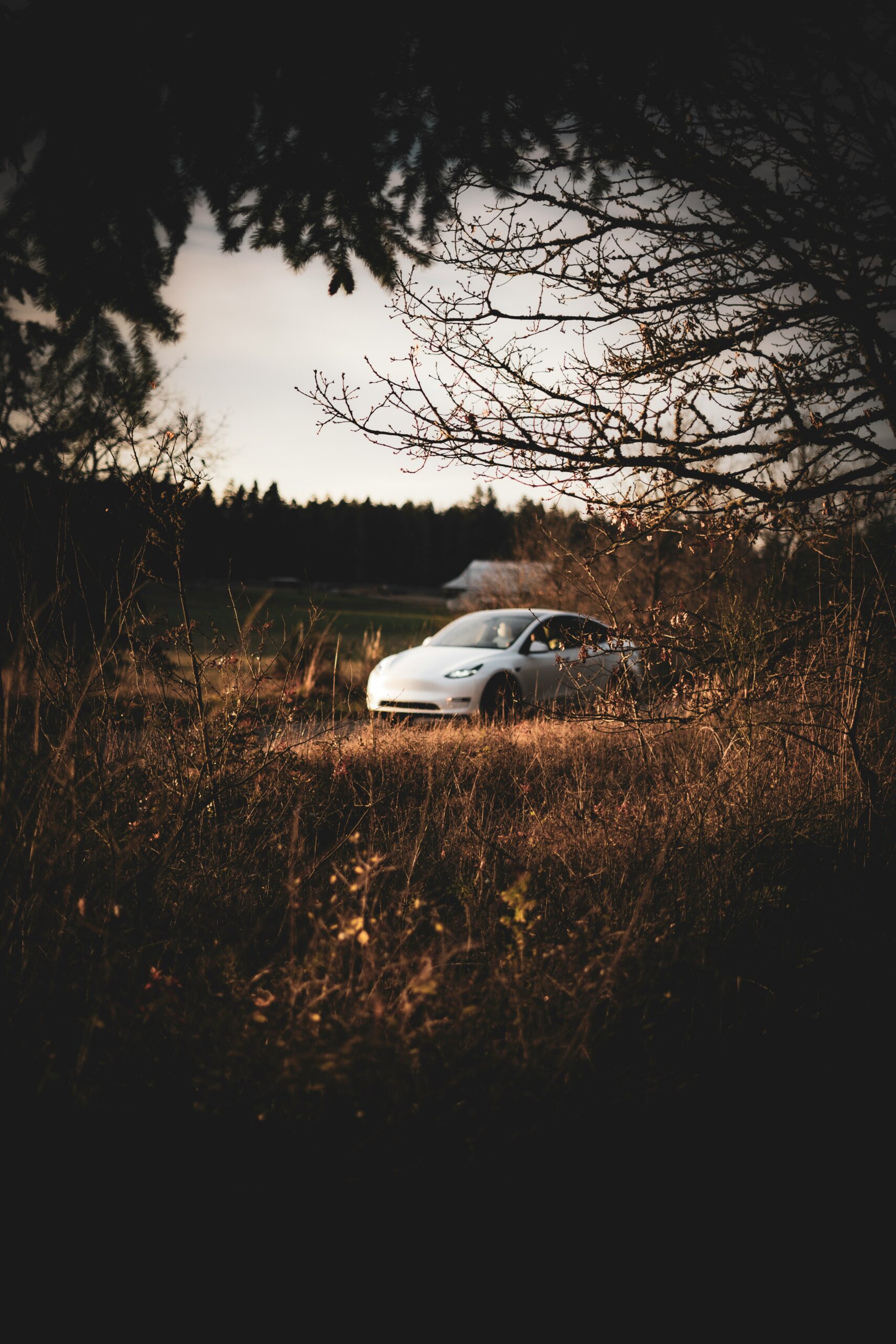 Tesla kører gennem naturen omgivet af krat og træer